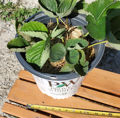 big berries