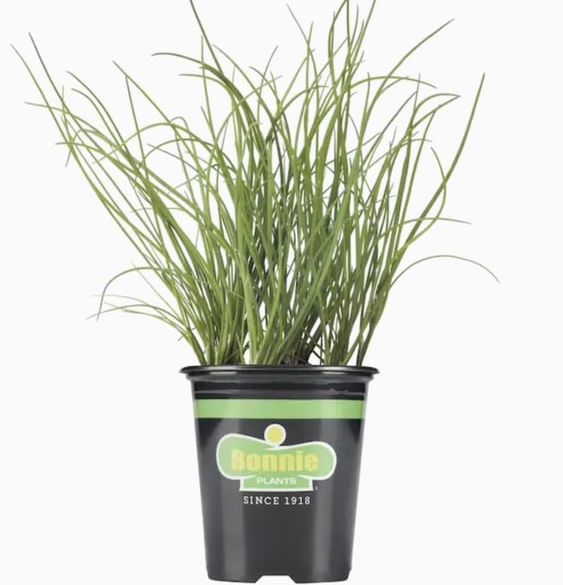 chives