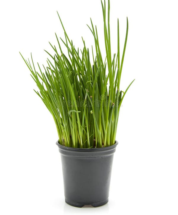 chives
